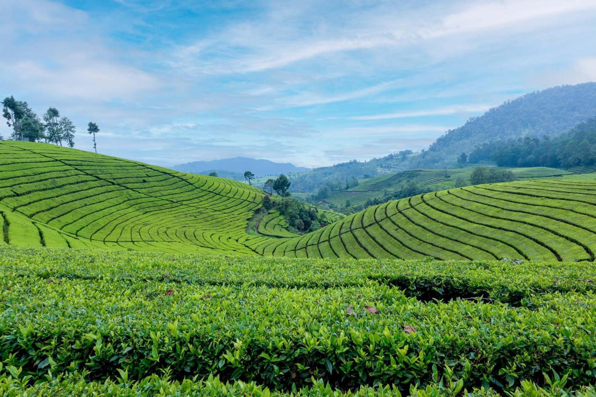 Arya Treetops And Tea Trails By Veo - Part Of Stayvista Darjeeling  Dış mekan fotoğraf